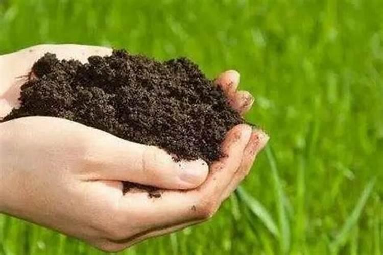 根茎类追使什么肥料好