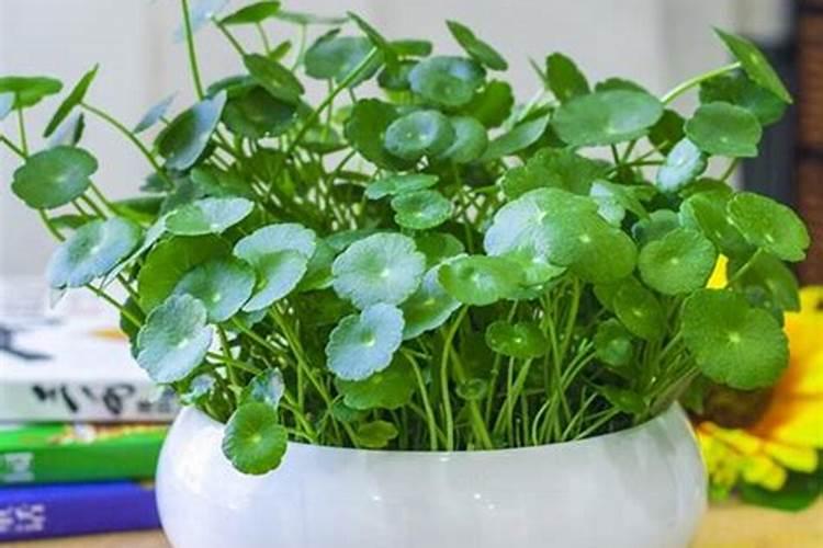 金钱草施肥方法,用什么肥好