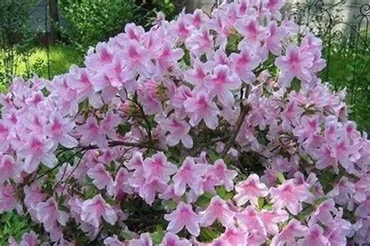杜鹃花能不能施复合肥？