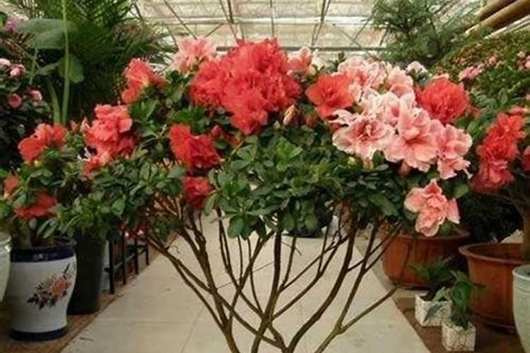 杜鹃花怎么施肥