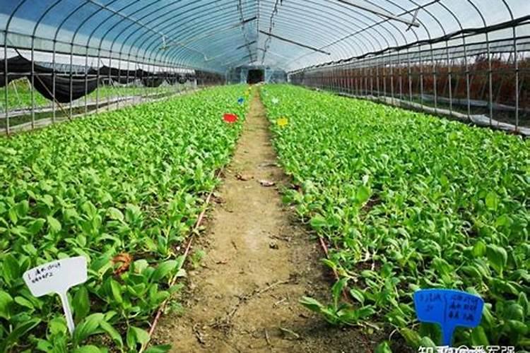 要怎样进行瓜子的种植操作呢