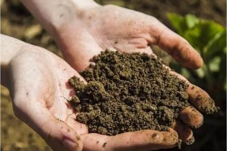 玉米在什么时候施肥最好