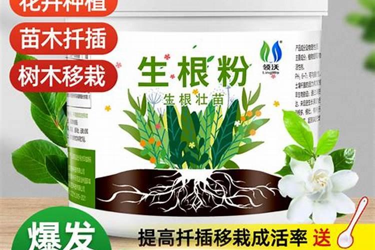 茉莉花一般施什么肥料好
