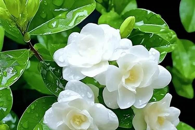 茉莉花施什么肥好