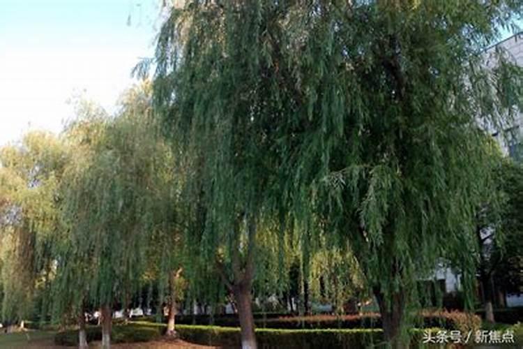 大叶柳什么时候可以扦插 柳树几月份扦插