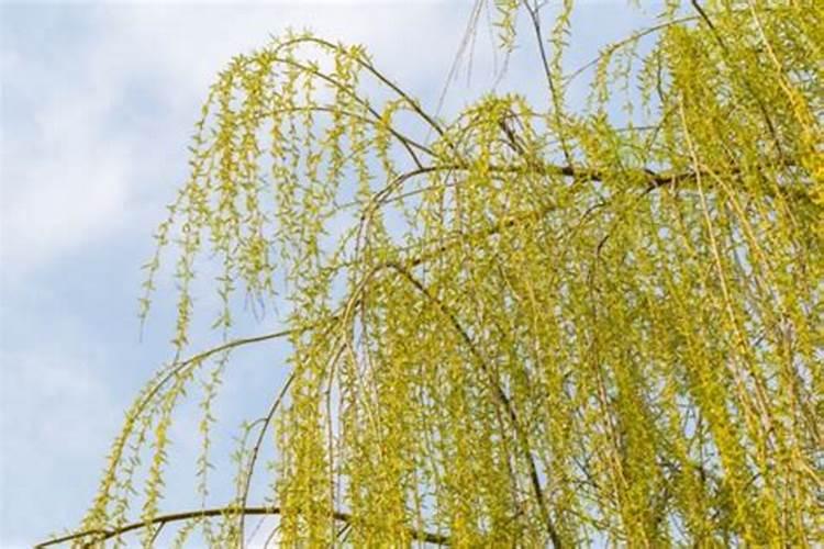 柳树有什么特点？