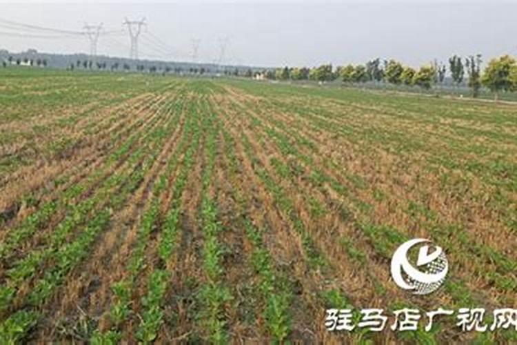 如何科学施肥,让兰花长得又快又壮,需要注意哪些问题？