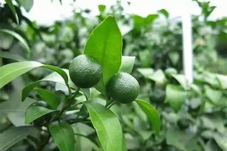 柑橘开花期可以喷硝酸按钙肥料吗