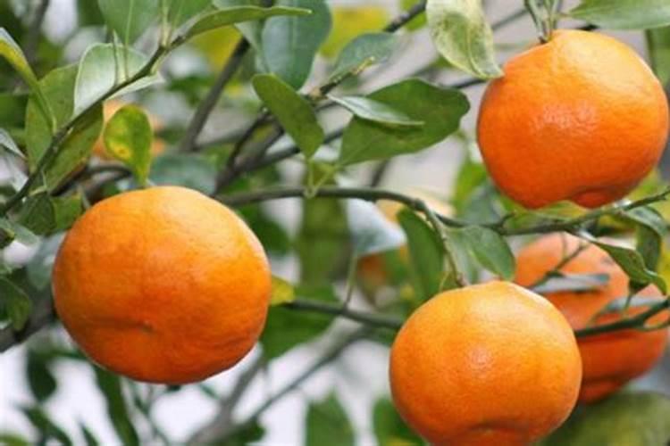柑橘施什么肥可以增加甜度