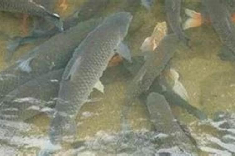 鱼塘套养黄鳝怎么日常管理 每10~15天追施一次