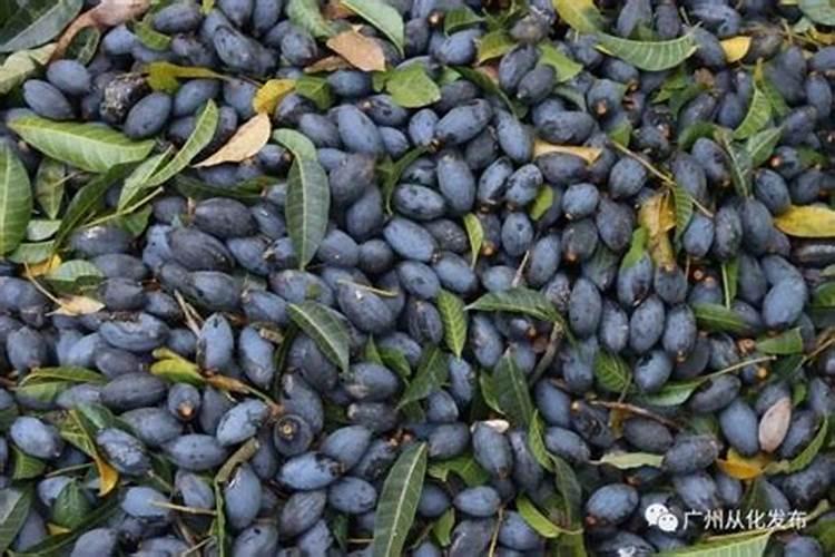 大樱桃什么时间喷洒叶面肥