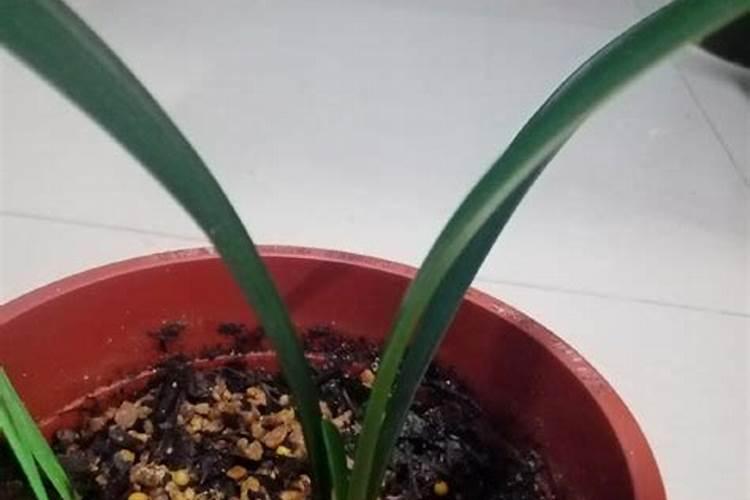 为什么樱桃喷坐果药要浇水施肥？