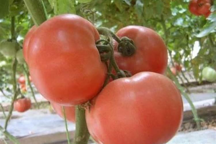 西红柿打什么叶面肥好