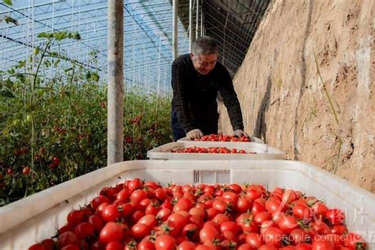 番茄上什么肥料产量高？番茄用什么叶面肥效果好？膨大素什么时间打？