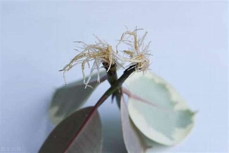 红薯最怕哪三种肥料？红薯正确的施肥方法,赶快收藏起来