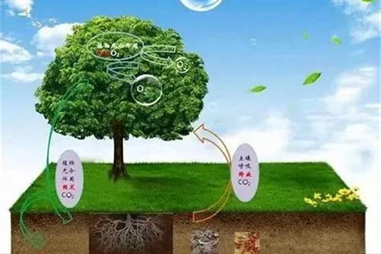 菜枯肥的肥性强不强？它是磷肥、氮肥、还是钾肥？对于兰草应当怎样施用...