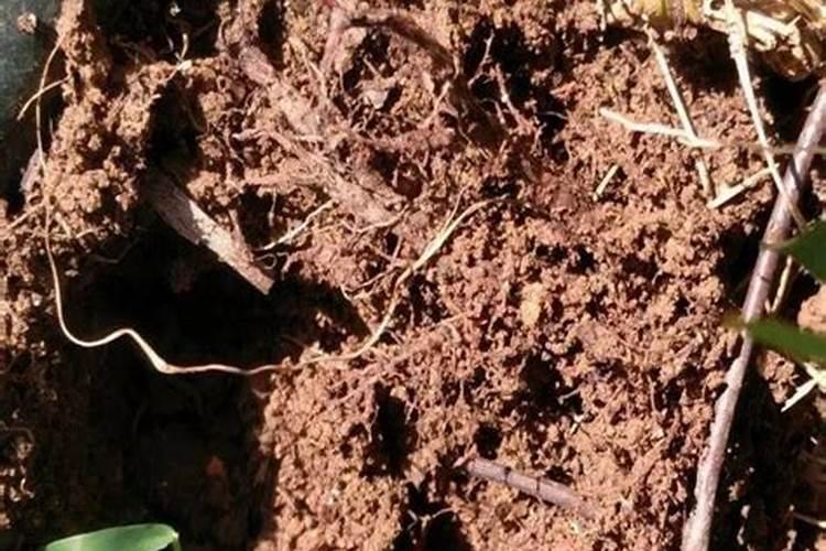 菜枯含钾肥量多？植物缺钾肥可以施菜枯吗？