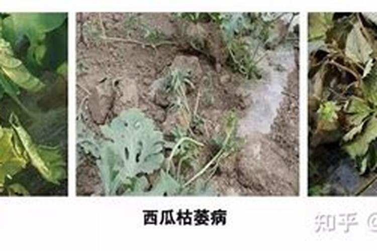 菜枯是什么性质的肥料