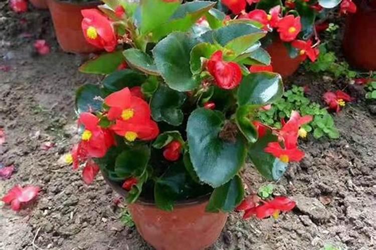 四季海棠草花属性