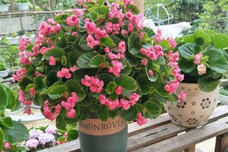 海棠种子每亩地用多少斤比较好？