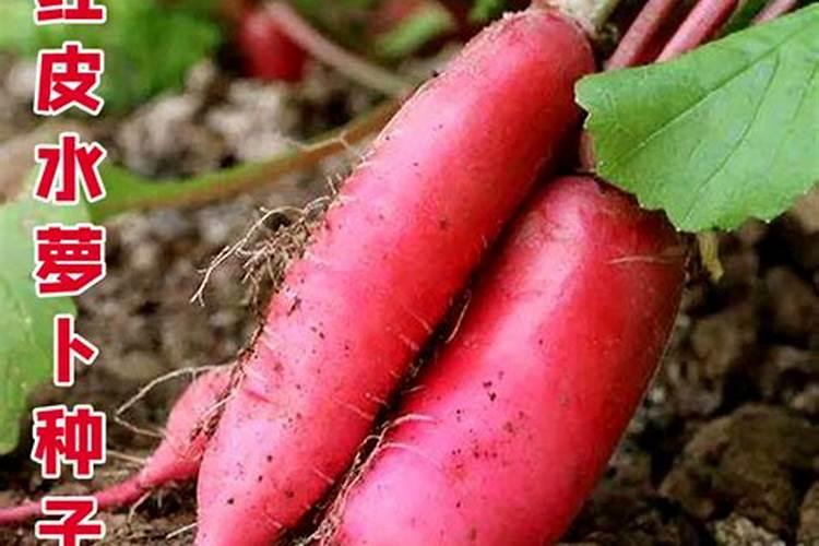 为什么多肉植物会爆侧芽