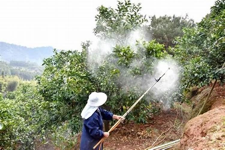 硫酸铵的施用方法及注意事项有哪些？