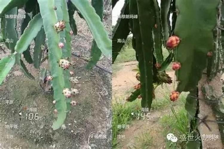 100斤麦种用多少芸苔素拌种 芸苔素如何使用