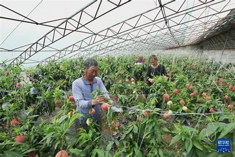 菠萝施什么肥最好