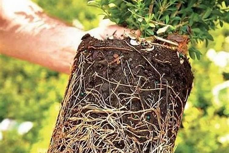 今天8月16号盐城地区水稻根系不好,现在能用芸苔素吗？