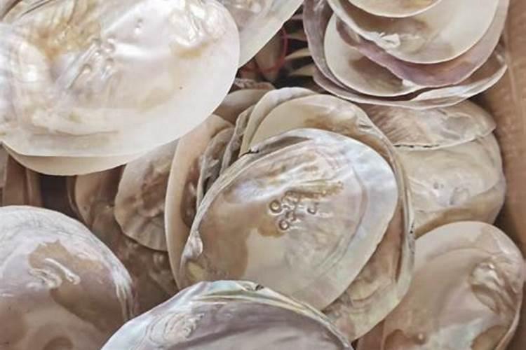 河蚌壳粉喂鸡有什么功较