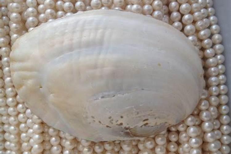 河蚌一年能长多大,附河蚌的养殖方法