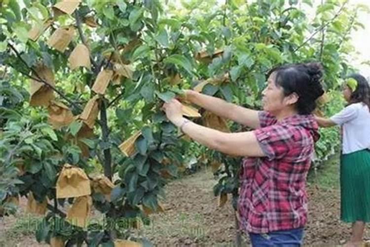 一亩烤烟用多少钾肥 什么时候施钾肥好