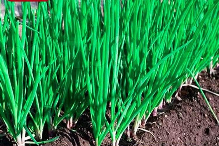 烤烟底肥用什么肥料好