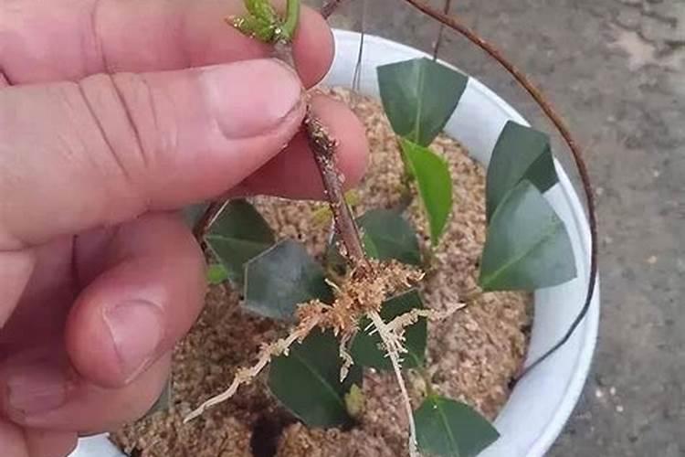 红糖做生根肥配方 生根肥怎样正确使用