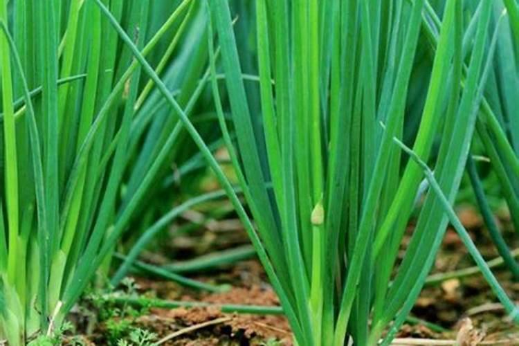 葡萄开花前打什么药能坐住杲