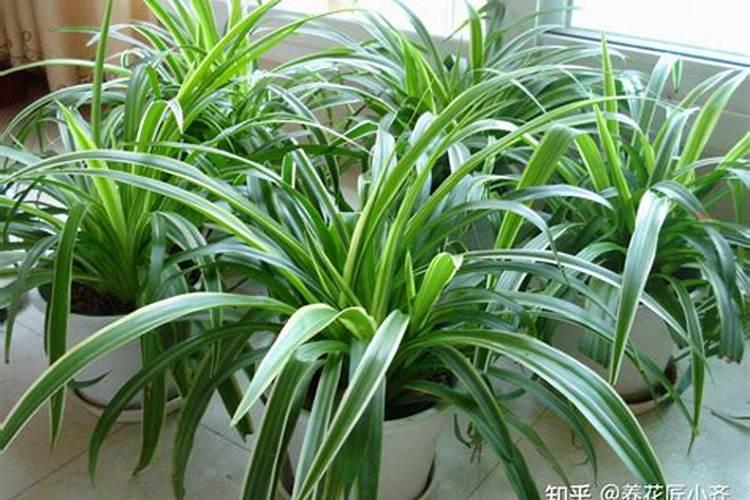 葡萄花期打什么农药