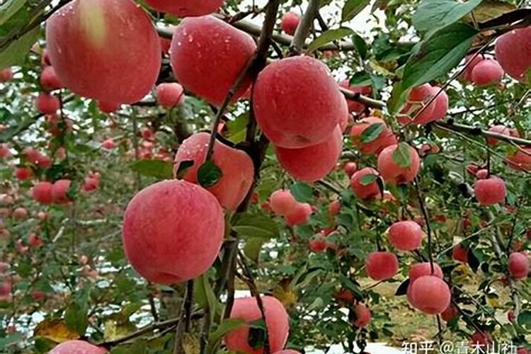 罗布泊大量元素水溶肥中添加褐藻寡糖的作用是什么？