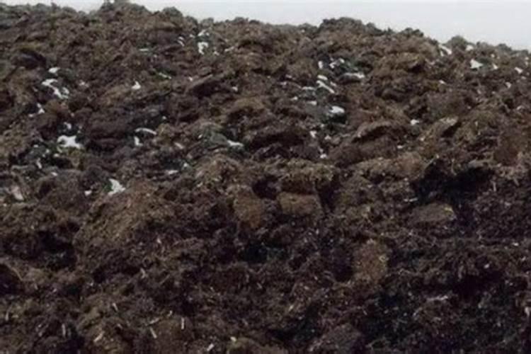 茉莉花的种植方法