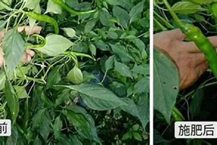 全球粮食危机下,从化肥产业链分析,持续看好化肥后续表现