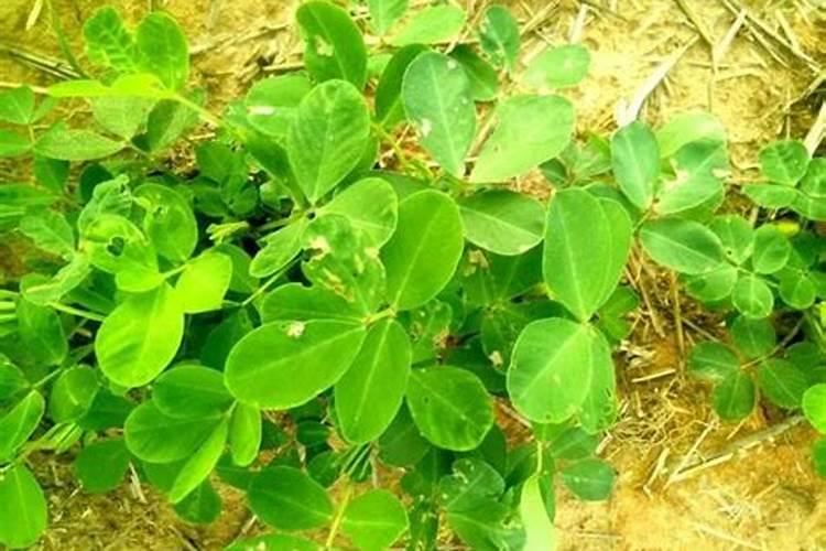 二铵属于什么肥