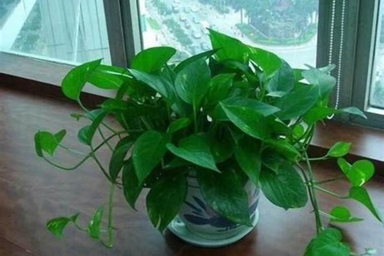 怎样在蔬菜上喷施叶面肥？ 代森锰锌在农业上的使用及注意事项