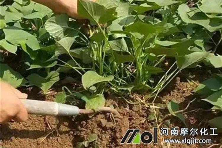 红薯追肥用什么肥料好