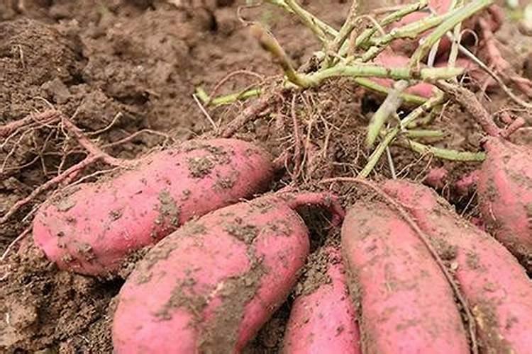 红薯施肥时间和方法 红薯施肥时间和方法是什么