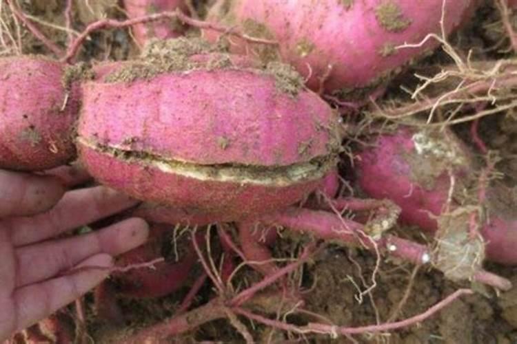 红薯追肥用什么肥料好