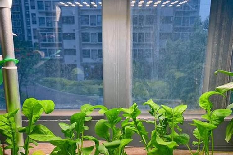 沙土地一亩用多少钾肥钾肥