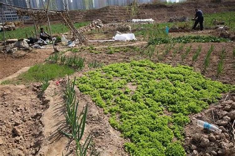 沙土地上什么肥料最好？