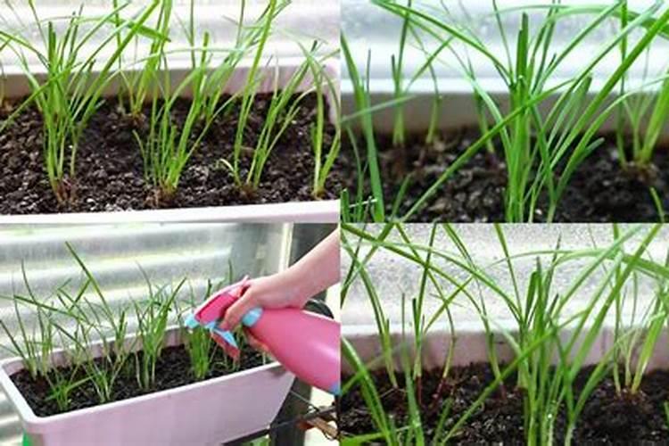 沙土地上什么肥料最好？