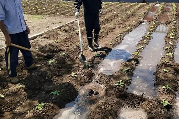 沙土地种玉米用什么肥料好