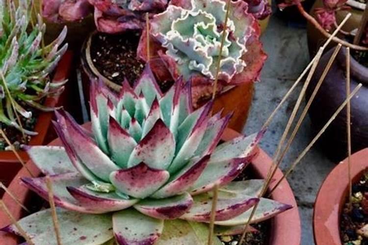 磷酸二氢钾养多肉效果