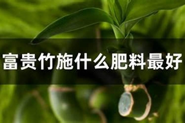 富贵竹施肥方法,用什么肥好
